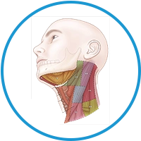 head-neck